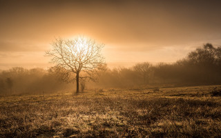 Tree godrays foggy sunset nature - foggy free wallpaper