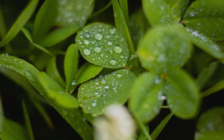 Water droplets plant leaves macro - a close up of a plant free wallpaper