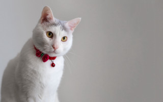 White cat red bow portrait - collar free wallpaper