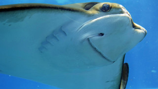 Large fish long nose smiling 2 - a large fish free wallpaper