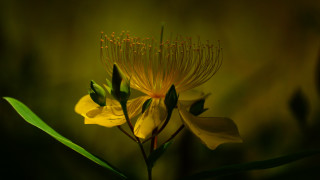 Yellow flower green leaves backlight - backlight free wallpaper