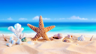 Starfish shells beach ocean sky 2 - a sandy beach free wallpaper