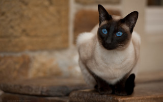 Siamese cat blue eyes ledge - a ledge in front free wallpaper