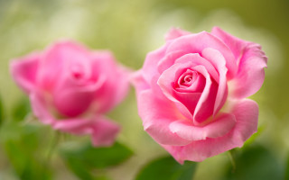 Pink rose garden bokeh macro 5 - a pink rose free wallpaper for desktop