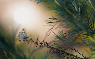 Blue butterfly branch leaves sunbeam - a blue butterfly free wallpaper