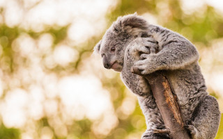 Koala bear tree branch closed - its hand free wallpaper