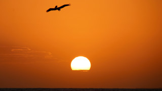 Bird sunset sky mountain ocean - art brenner free wallpaper