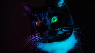 Black cat glowing eyes neon - neon color free wallpaper