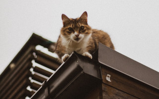 Cat roof sky window shiba - neoism free wallpaper