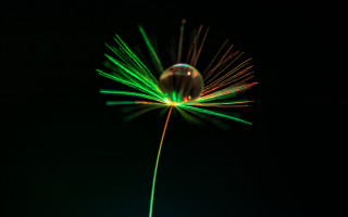 Green yellow flower macro holography - a green stem free wallpaper