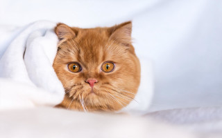 Surprised cat with blanket looking - its neck free wallpaper