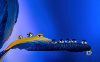 Blue bird long tail water - a long tail free wallpaper