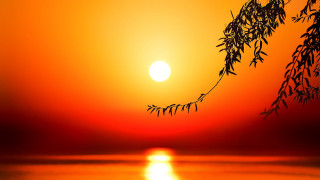 Sunset tree branch orange sky - orange sky free wallpaper