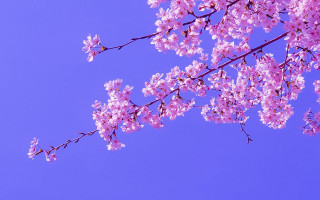 Pink flower branch blue sky 4 - a plane in the distance free wallpaper