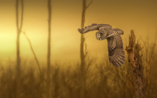 Bird flying over branch field 2 - a yellow sky free wallpaper