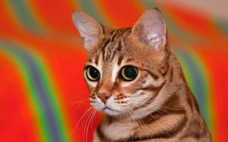 Green eyed brown cat striped - cat free wallpaper
