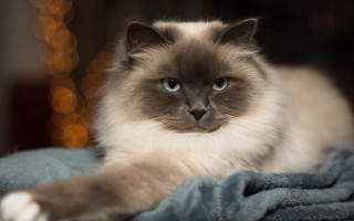 Blue eyes cat blurry background - a blue blanket free wallpaper
