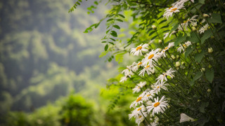 White flowers tree forest mountain - white flower free wallpaper