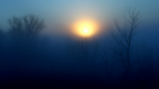 Foggy forest moonlight bare trees - foggy free wallpaper