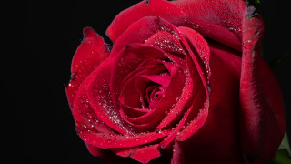 Red rose water droplets macro 69 - a red rose free wallpaper