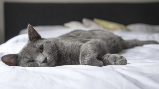 Cat bed banana blurry background - white sheet and pillows free wallpaper