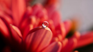 Water drop red flower macro - red petal free wallpaper