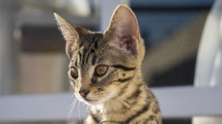 Small cat white chair window - ascii art free wallpaper