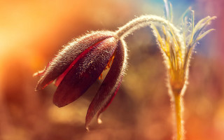 Flower burn embers macro autumn - a close up of a flower free wallpaper for desktop