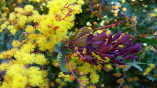 Bush yellow flowers green leaves 2 - a bush free wallpaper