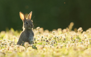 Rabbit dandelions bokeh outdoors flower - a rabbit free wallpaper for desktop