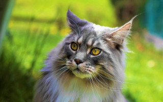 Regal renaissance cat yellow eyes - regal free wallpaper for desktop