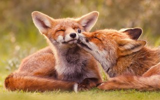 Foxes kissing grass field wildlife - two fox free wallpaper