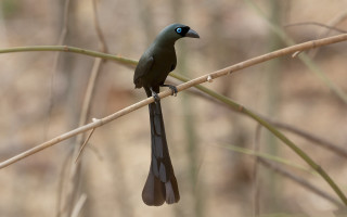 Black bird blue eye branch - a black bird free wallpaper