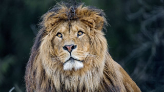Lion long mane black background 2 - a long mane free wallpaper