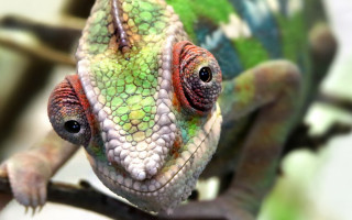 Chameleon branch leaves blurry bokeh - neofauvism free wallpaper