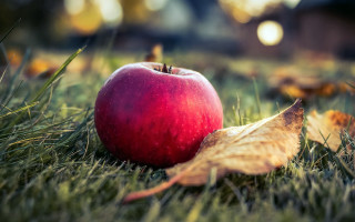 Red apple green field leaf - a red apple free wallpaper