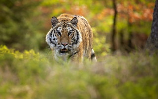 Tiger forest blurry depthoffield motionblur - a tiger free wallpaper for desktop