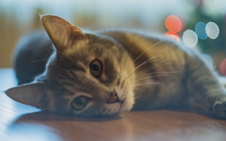 Cat on table blurry lights - f 1. free wallpaper for desktop