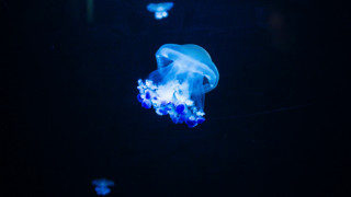 Blue jellyfish bioluminescent hologram butterfly - the dark water free wallpaper