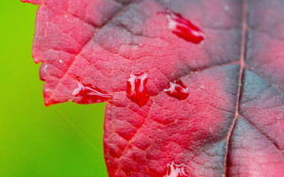 Red leaf water drops green - drop of water free wallpaper