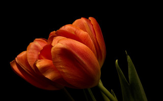 Orange flower black background still - corneille free wallpaper
