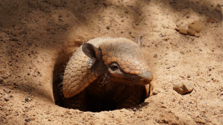 Small animal poking hole sand - a small animal free wallpaper
