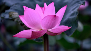 Pink lotus green leaf bokeh - a green leaf in the background free wallpaper
