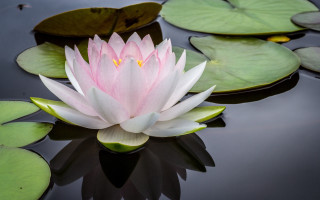 Pink water lily pond lily - the waters surface free wallpaper
