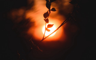 Sun backlighting orange sky twilight - the branch of a tree free wallpaper