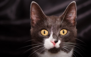 Black cat yellow eyes symmetrical 2 - a black background behind free wallpaper