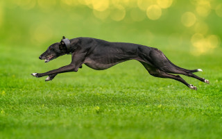 Black dog jumping field bokeh - graceful free wallpaper