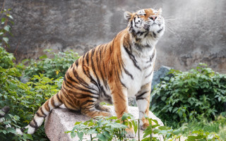 Tiger rock forest nature majesty - a rock wall behind free wallpaper