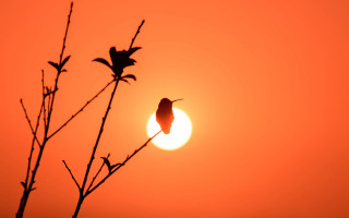 Bird silhouette sunset branch moon - bikash bhattacharjee free wallpaper