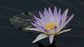 Purple flower yellow center floating - lily pad free wallpaper